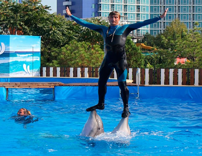Дельфинарий Flipper - Курортный комплекс «Аквамарин»